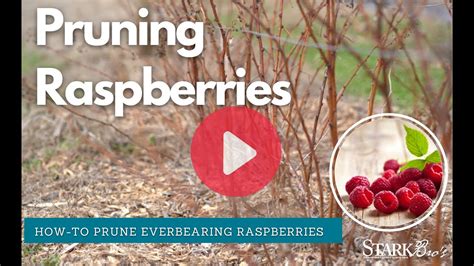 How to prune everbearing raspberries in winter - YouTube