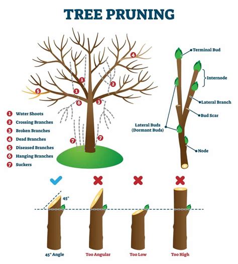 How to prune fruit trees in fall