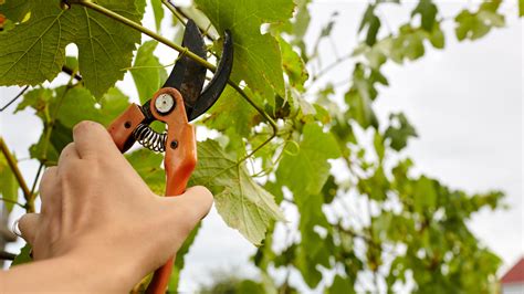 How to prune grapevines and when to do it Tom s Guide