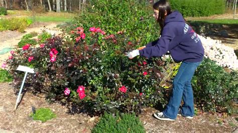 How to prune knockout roses in fall