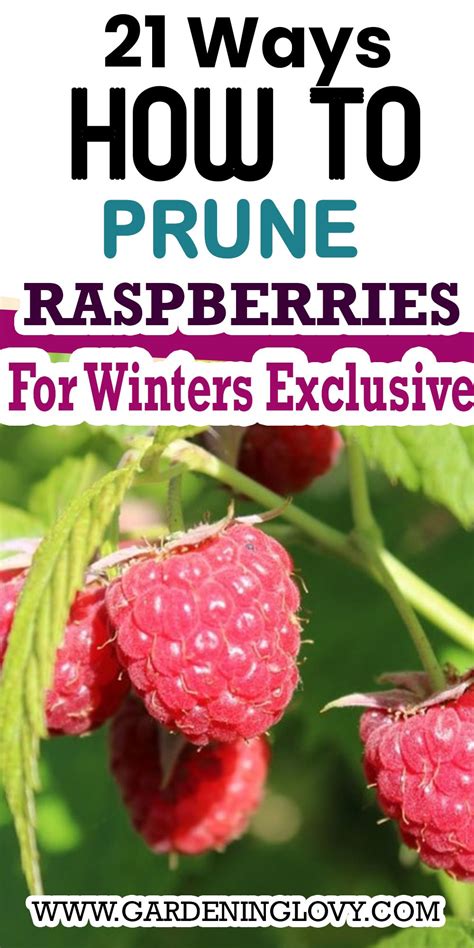 How to prune raspberries in winter