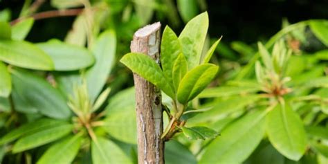 How to prune rhododendrons Thompso…