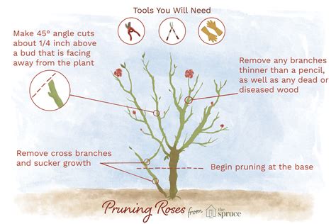How to prune roses in fall