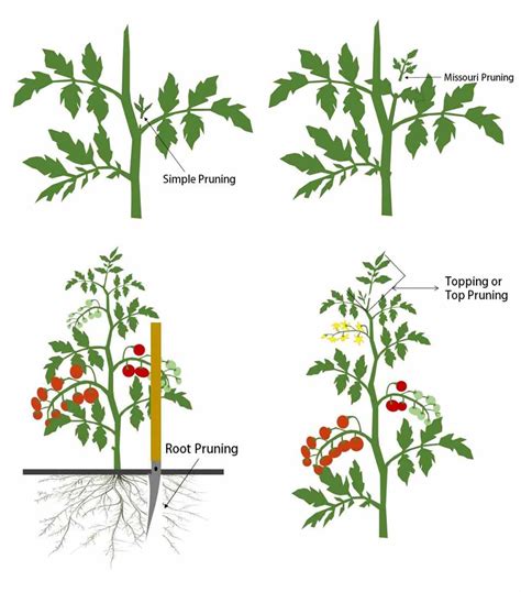 How to prune tomato plants. Things To Know About How to prune tomato plants. 