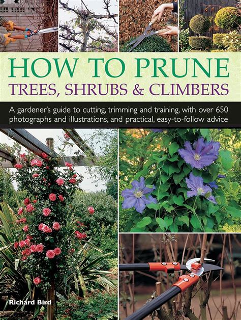 How to prune trees shrubs climbers a gardener s guide. - Daedalus and icarus 4th grade study guide.