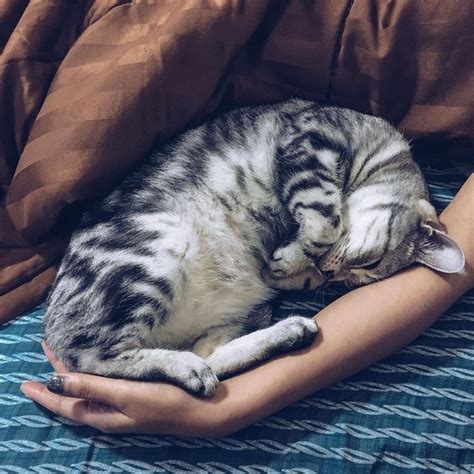 However, there is an average range of normal sleeping hours most cats fall into during a 24 hour day. Most cats, on average, sleep between 12 and 18 hours per day. Studies have shown us that the older a cat gets, the more sleep they tend to want and need [ source ]. A sleeping kitten can snooze for up to 20-22 hours per day.. 