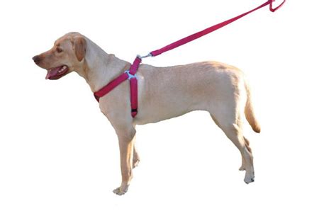 How to put on a dog harness. Things To Know About How to put on a dog harness. 