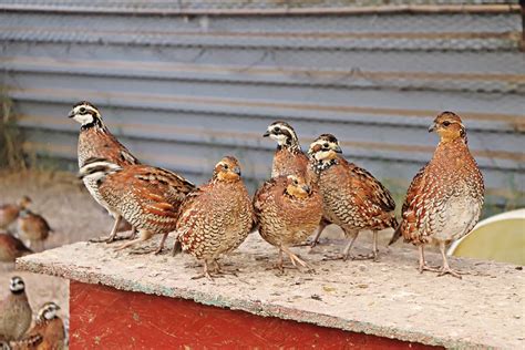 How to raise quail beginners guide. - Answer to geology activity 4 lab manual.
