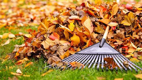 How to rake leaves the easy way mdash tips and tricks Tom s Guide