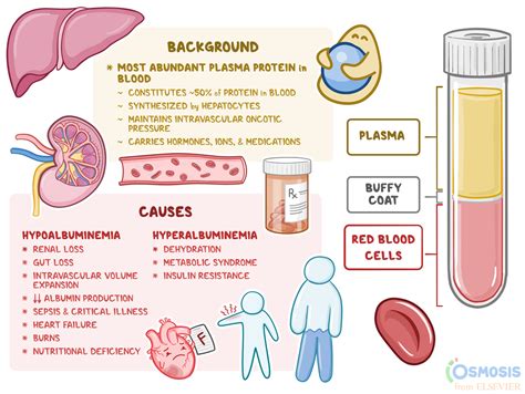 How to reduce high protein in blood