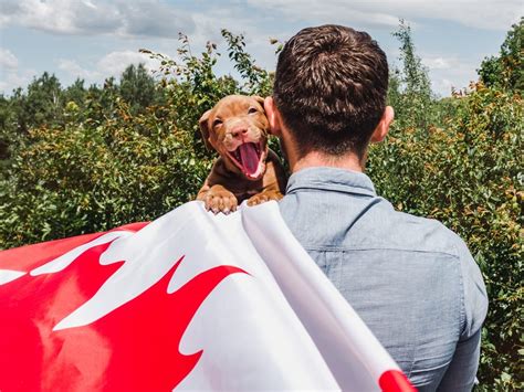 How to register a dog in canada