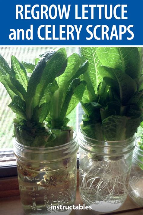 How to regrow vegetables Spring onions celery lettuce and more