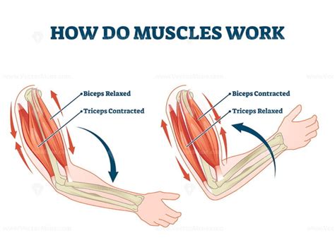 How to relax muscles in arm