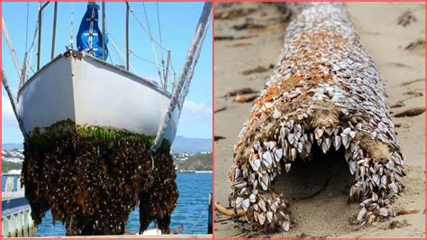 How to remove a barnacle. Barnacles look like they might be related to clams, but they're actually arthropods and more closely related to lobsters and crabs. While barnacles maintain ... 