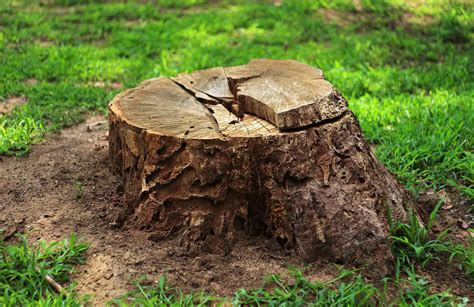I have tried rotting my stump with Epsom Salts and IT DOESNT WORK! None of the chemicals for rotting tree stumps work. Salt, Epsom Salts, Stump Out, Stump Re.... 