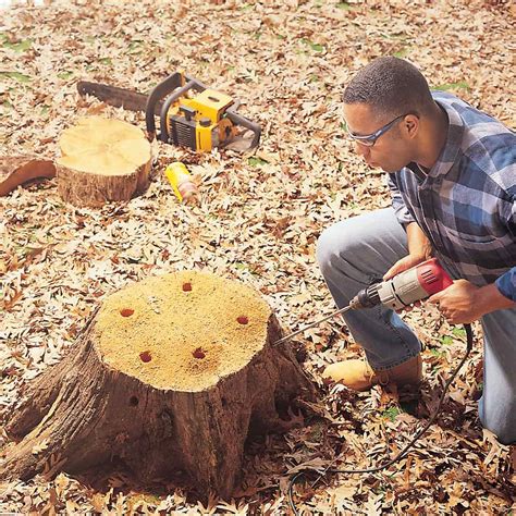 How to remove a tree stump. Begin by gathering a few supplies: a drill with a large bit or an ax, Epsom salt, water, wax, a tarp, and a shovel. Proceed to drill several 1-inch-wide holes in the stump's surface, including its ... 