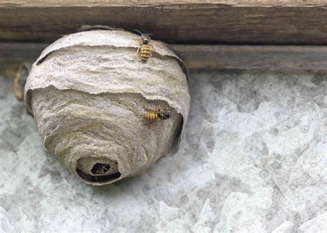 How to remove a wasp nest. Jun 4, 2023 · Water Method. This water technique is a chemical-free method for eliminating hornet or wasp nests. You can drown hornet or wasp nests with a bucket of water and a cloth bag. The first step is to place a large bucket of water beneath the nest. Get a large cloth bag that is in good condition, with no tears or holes. 