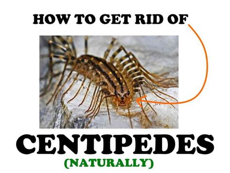 How to remove centipedes in house