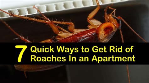 How to remove cockroaches from apartment. Cleaning: Clean all surfaces which will come in contact with food (counters, tables, bars, etc). Clean bottom surfaces of cabinets. Vacuum up any dead roaches every day. Do not leave any food, trash, grease, or drinks out at night. Do not leave dirty dishes on counters or in the sink at night. Seal all food in airtight containers and zip-lock bags. 