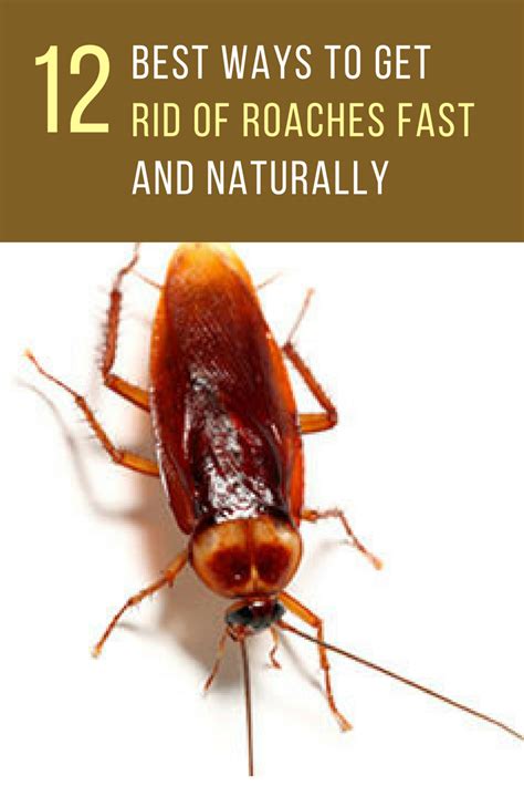 How to remove cockroaches from house. Notice: Reclaim I/T is now known as Supreme I/T.Click the link for our complete guide to roach control, and to easily shop each of this video's pro-grade pro... 