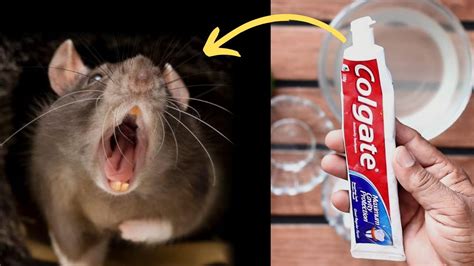 How to remove mice from wall. - YouTube