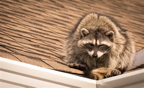 How to remove raccoons. Things To Know About How to remove raccoons. 