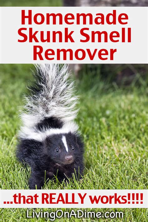 How to remove skunk smell from house. Pet shampoo. Warm water. tb1234. Once you complete the process of using a skunk smell remover, it’s time to clean away the residue. Get your dog wet with warm water and apply your favorite brand of dog shampoo to their coat. Work it into a lather from head to tail, and rinse their fur completely with clean water. 