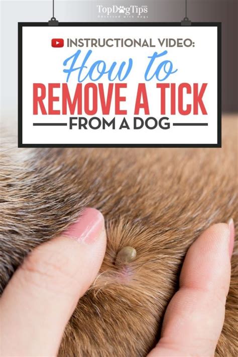 How to remove ticks from dogs. - Manuale di servizio di e1105 avery.