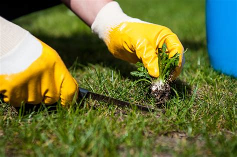 How to remove weeds from lawn. 3. Spread mulch in your garden to stifle goat heads. After removing goat head weeds, lay down mulch around the garden area in order to starve the soil of sunlight necessary for goat heads to grow. Make sure all of the soil is covered because exposed soil will likely sprout new weeds. 