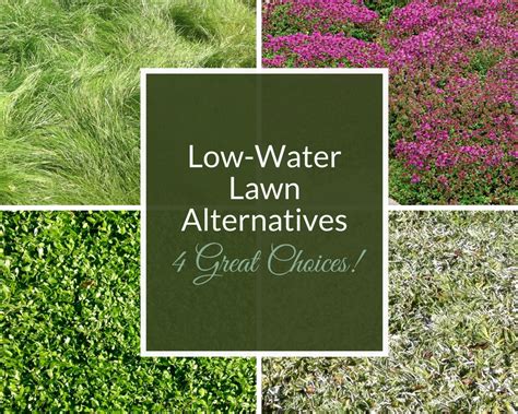 How to replace your Colorado lawn with native or water-saving grass