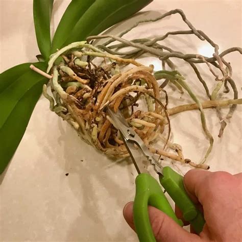 How to repot an orchid. Things To Know About How to repot an orchid. 