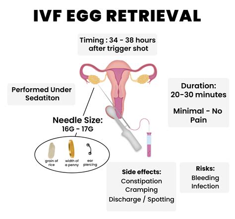 How to retrieve egg in ivf process