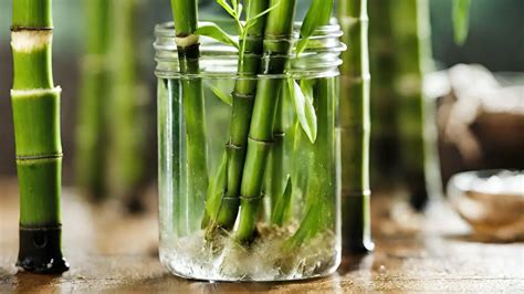 How to root bamboo cuttings in water