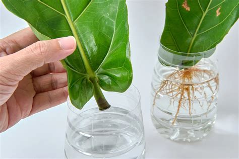 How to root fig cuttings in water