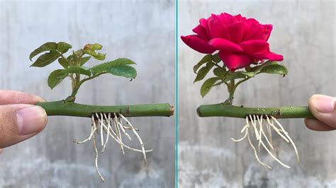 How to root roses in water