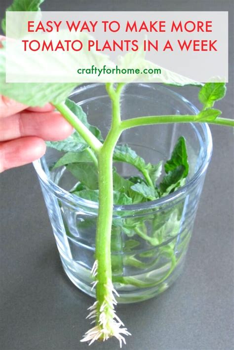 How to root tomato cuttings? - Houzz