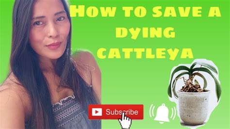 How to save a cattleya - YouTube