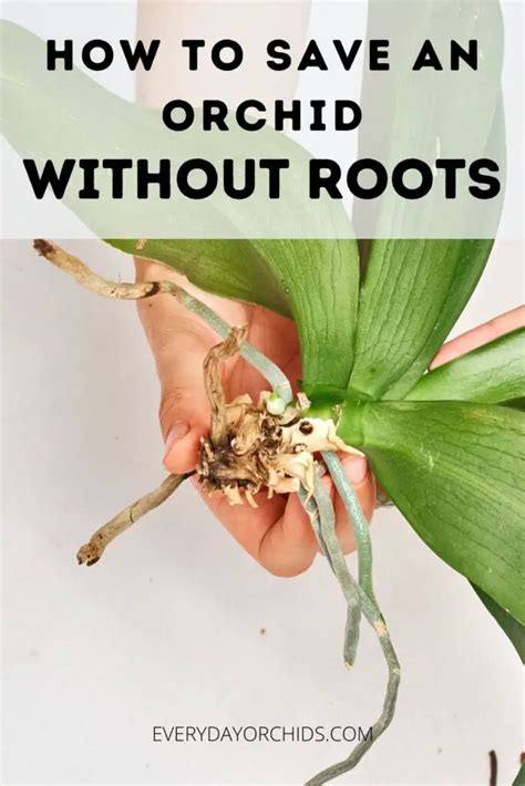 How to save an orchid without leaves, but with roots?