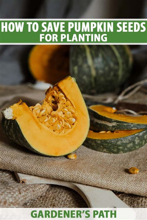How to save pumpkin seeds for planting. 1. Cut open your pumpkin to access its seeds. Place the pumpkin upright onto a flat surface. Insert the tip of a large kitchen knife into the top of the pumpkin. Push the knife in slowly while applying downward pressure and wiggling the knife side to side to widen the cut. Continue working down the side of the pumpkin. 