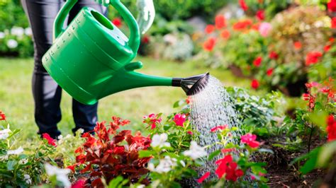 How to save water in your garden