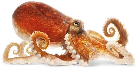 How to say octopus in Dutch - WordHippo