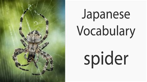 How to say spider in Japanese? - Definitions.net