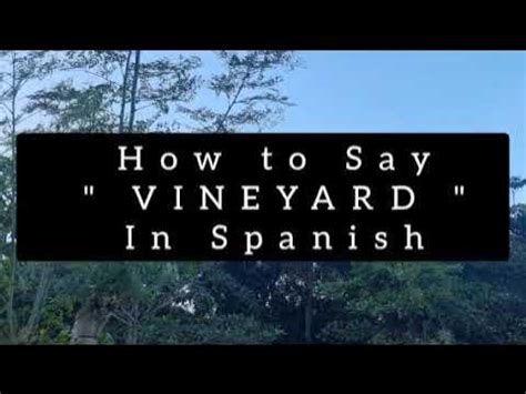 How to say vineyard in Spanish - WordHippo