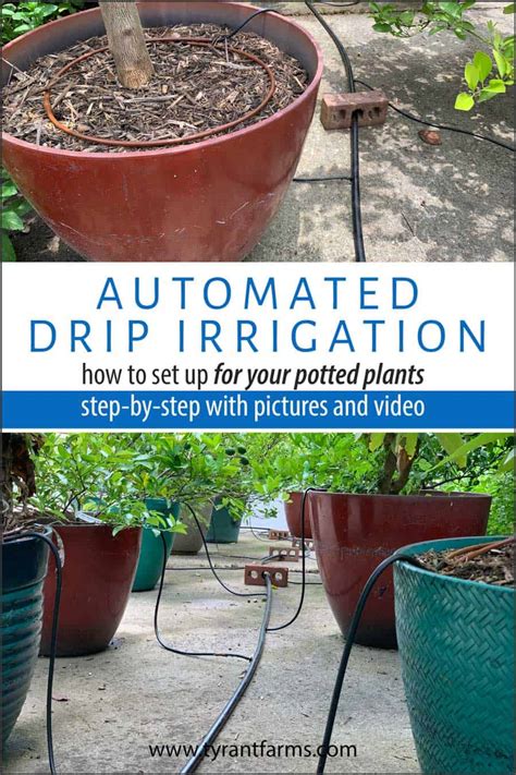 How to set up automated drip irrigation for potted plants