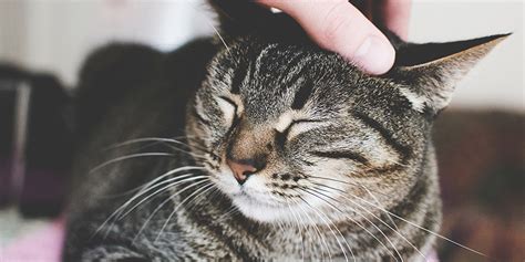 How to show my cat affection