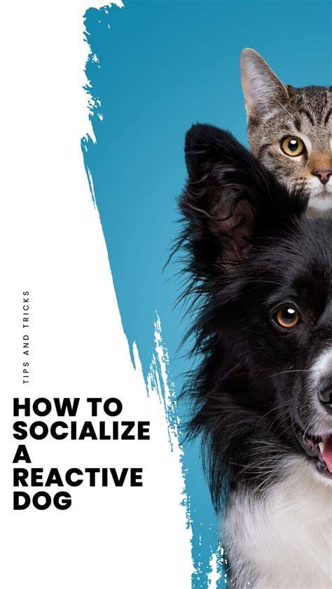 How to socialize a reactive dog. However, socializing puppies should always be supervised. Normal play behavior may include reciprocal chasing and wrestling. If your dog seems anxious or stiff, try redirecting them by giving them a ball or leading them on a walk. This gives them something else to focus on while remaining in each other’s … 