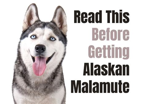 How to speak and understand your alaskan malamutes hidden language fun and fascinating guide to the inner world of dogs. - Krupp hydraulic hammers hm 2000 v hm 2500 v service repair workshop manual.