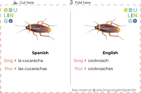 How to spell cockroach in spanish