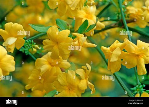 How to spell jasmine in japanese