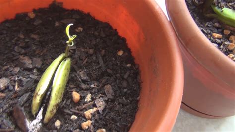 How to sprout a mango seed. #mango #gardening #gardenLeave the plastic sandwich bag slightly open to allow air circulation until the seed germinates. After Potting: Remove plastic once ... 